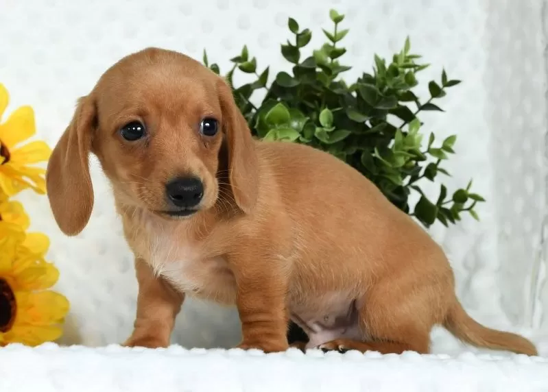 Toby