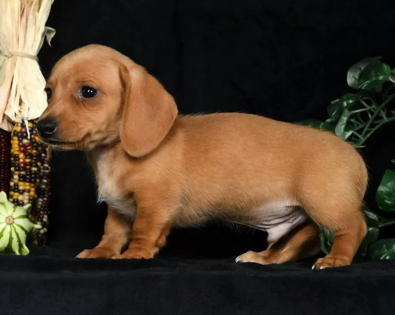 Toby