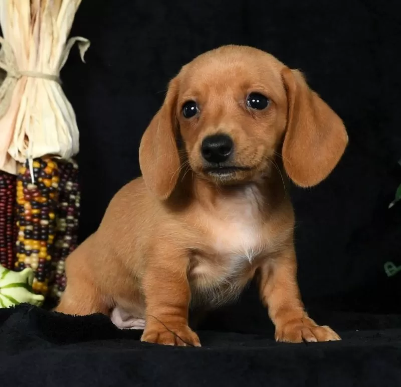 Toby