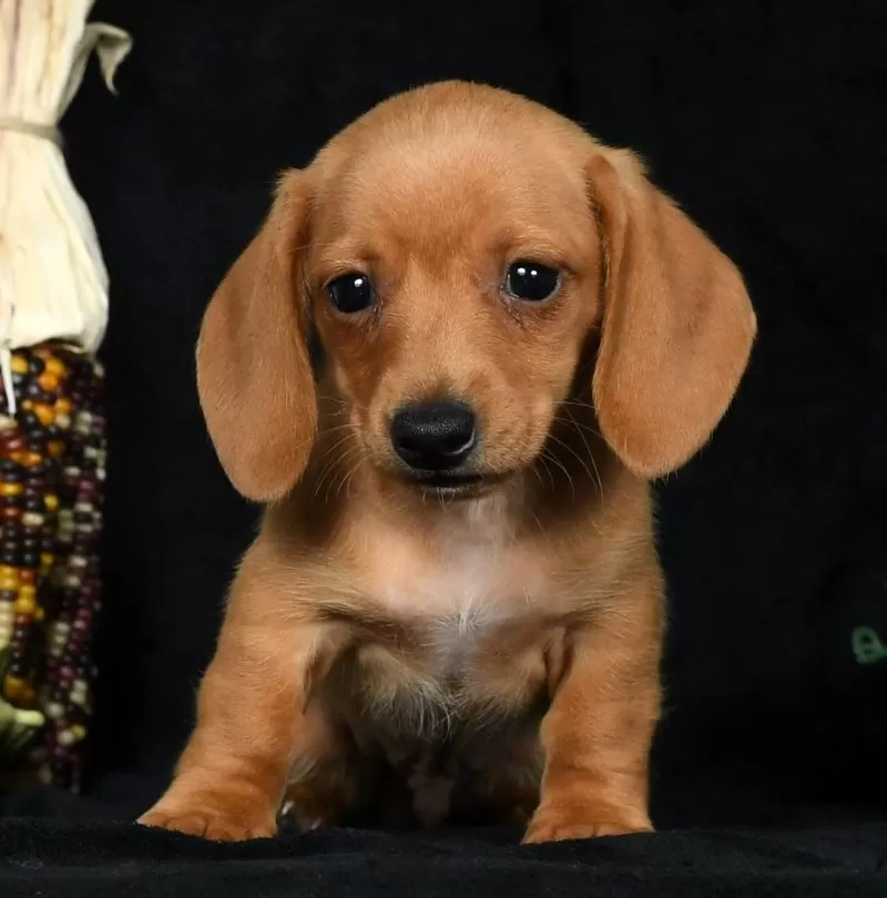 Toby