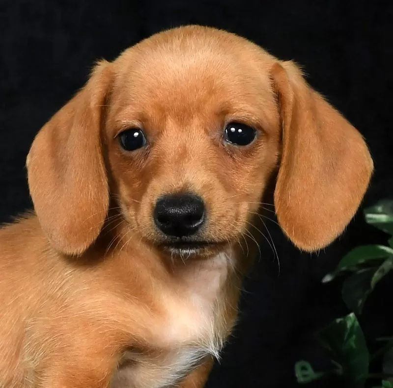 Toby