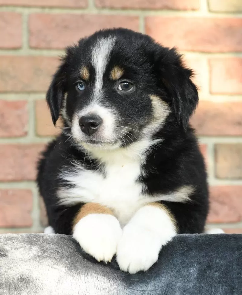 Rory
