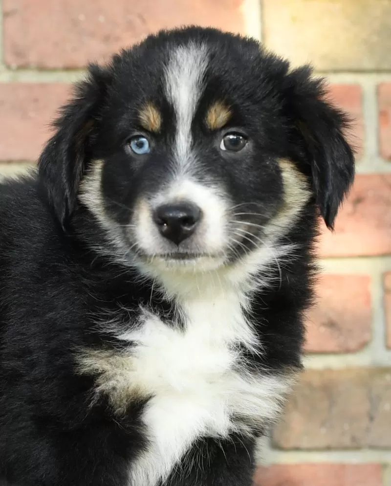 Rory