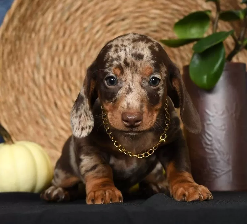 Rocky