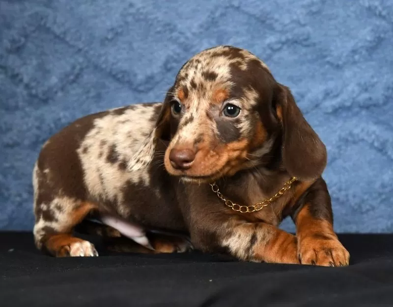 Rocky