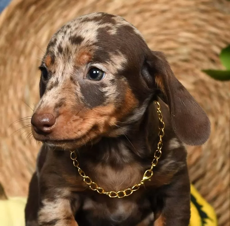 Rocky