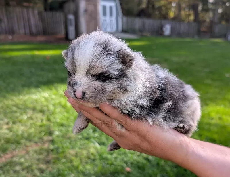 Pomeranians coming soon