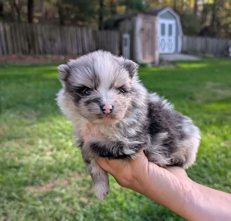 Pomeranians coming soon