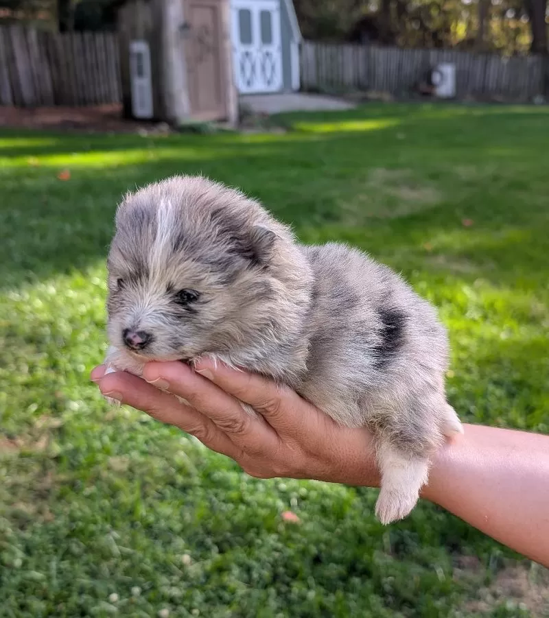 Pomeranians coming soon