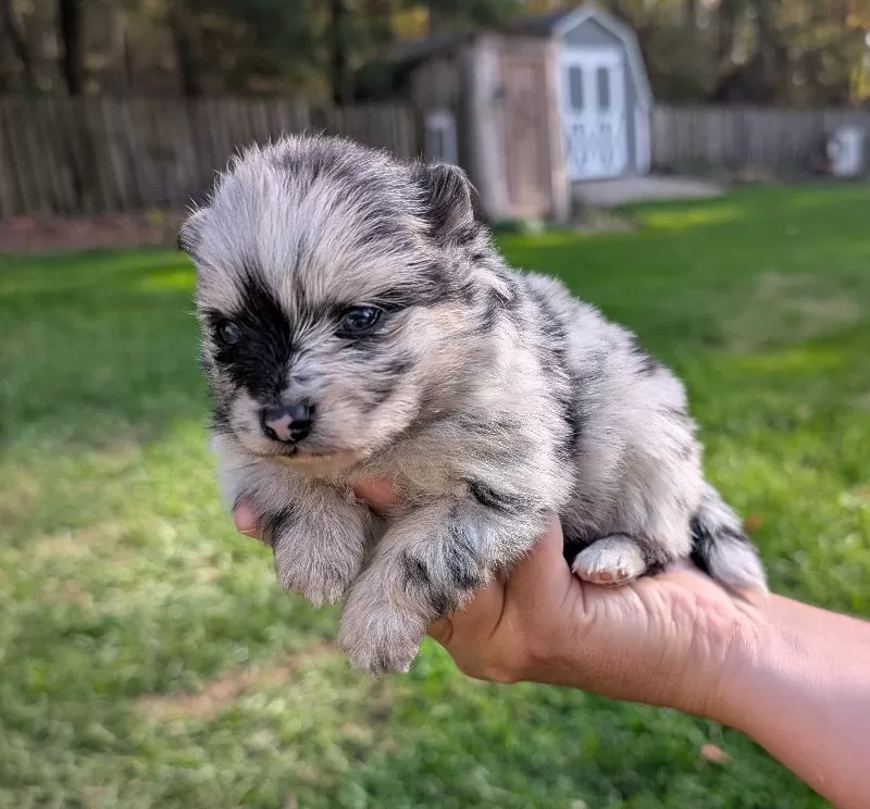 Pomeranians coming soon