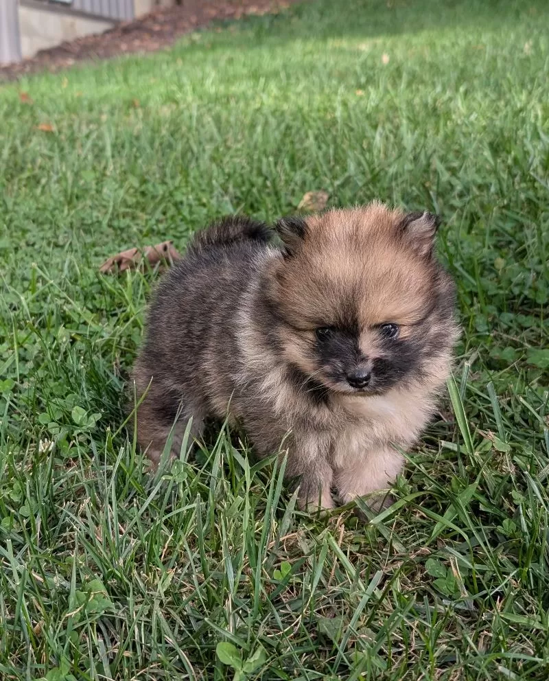Pomeranians coming soon