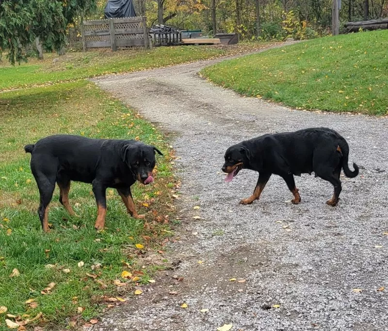 Rottweilers coming soon