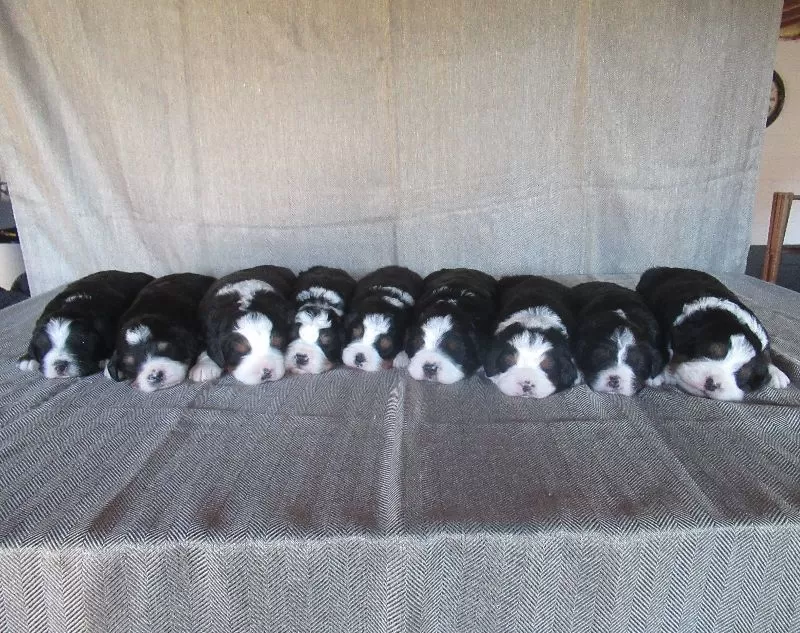 Mini Bernedoodles coming soon