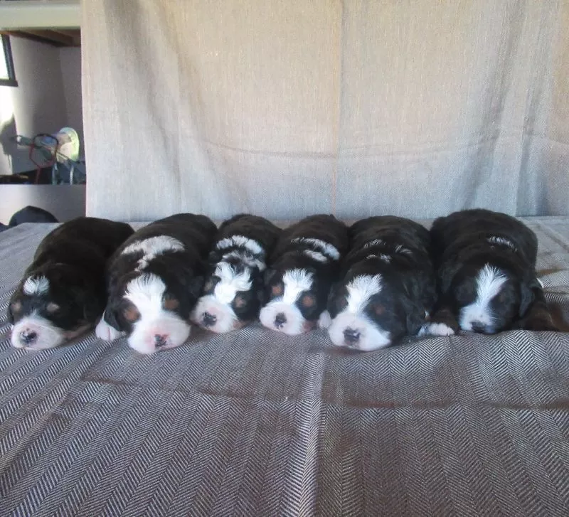 Mini Bernedoodles coming soon