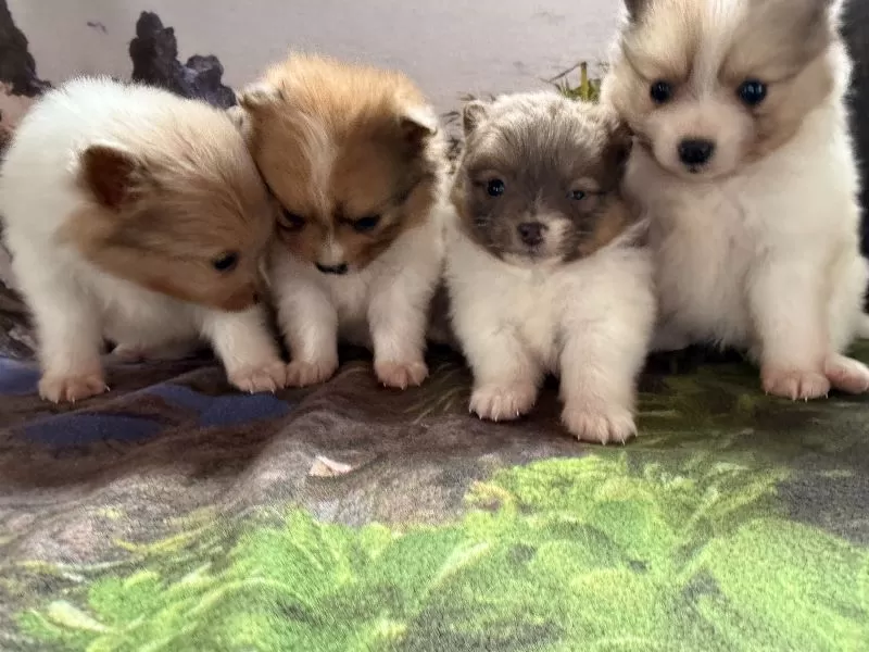 Pomeranians coming soon