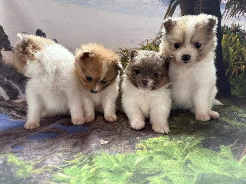 Pomeranians coming soon