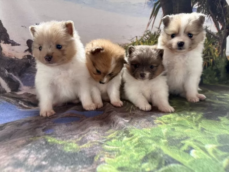 Pomeranians coming soon