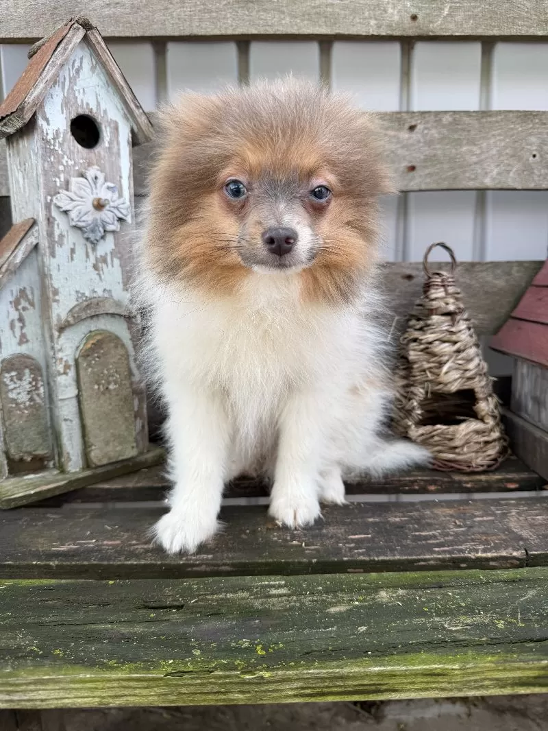 Charlie