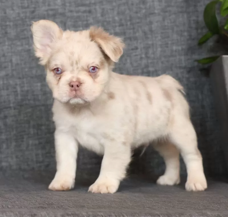 Grant Fluffy Isabella Merle