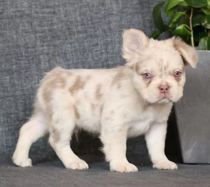 Grant Fluffy Isabella Merle