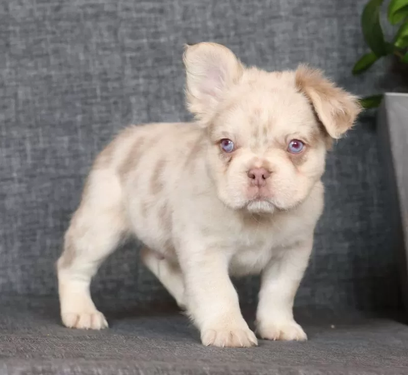 Grant Fluffy Isabella Merle