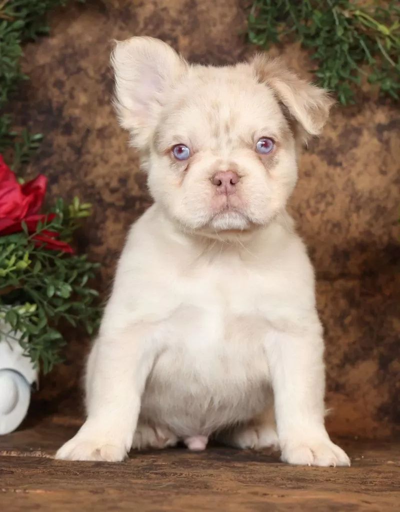 Grant Fluffy Isabella Merle