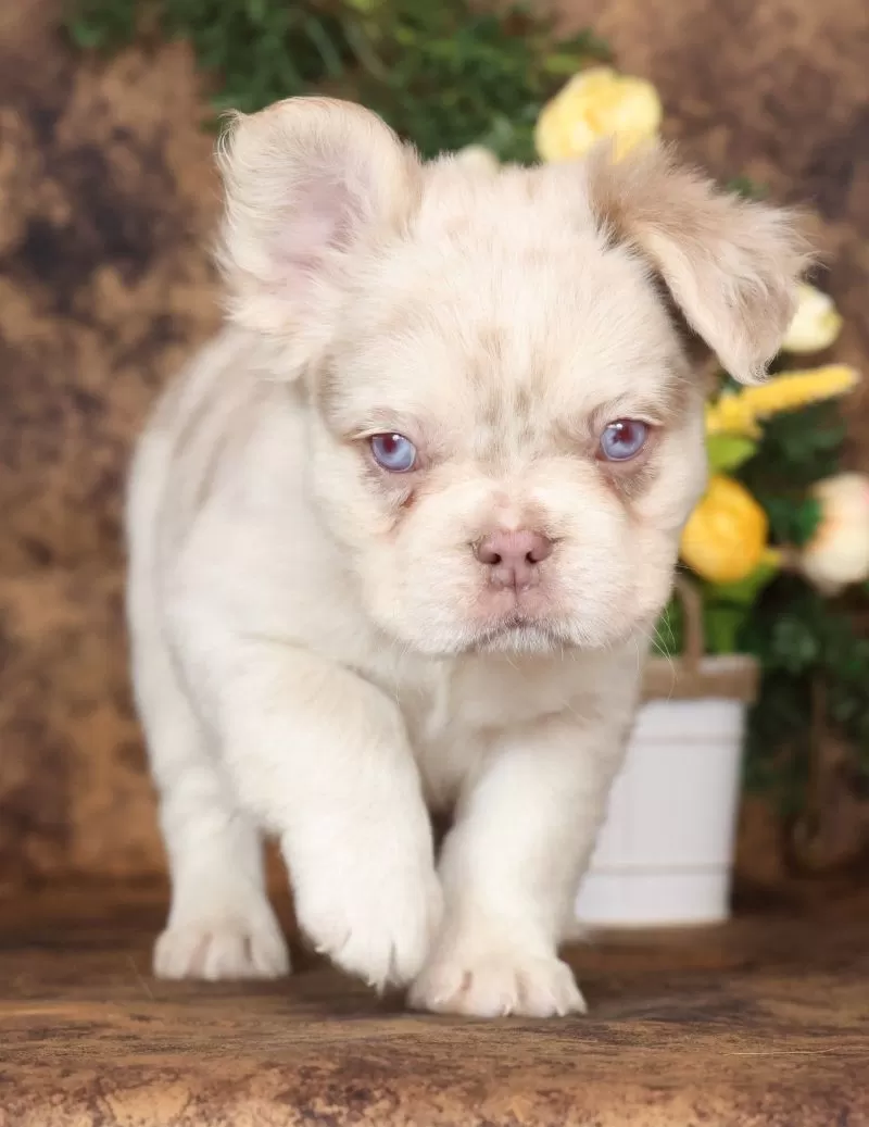 Grant Fluffy Isabella Merle