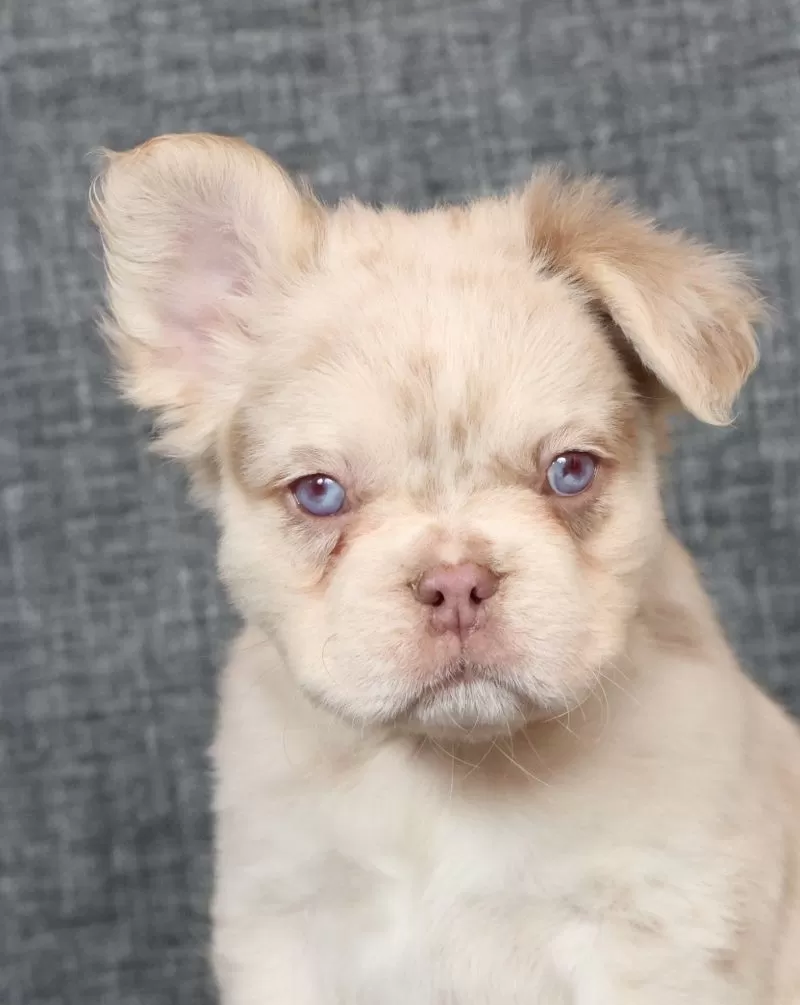 Grant Fluffy Isabella Merle