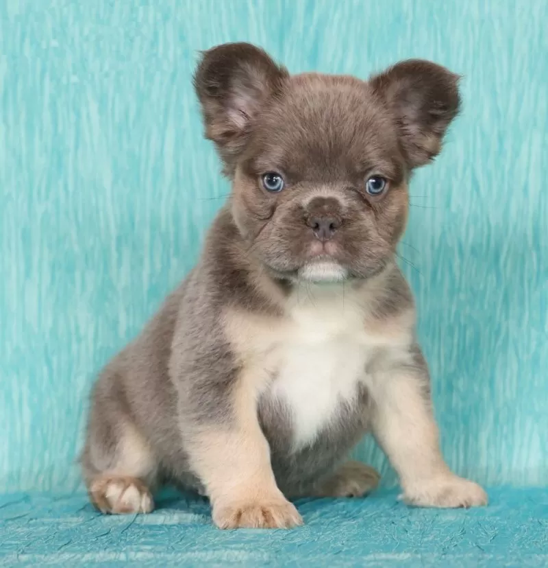 Alex Fluffy Lilac Tan