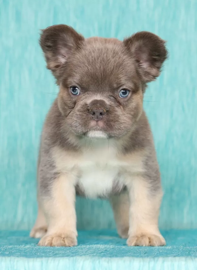 Alex Fluffy Lilac Tan