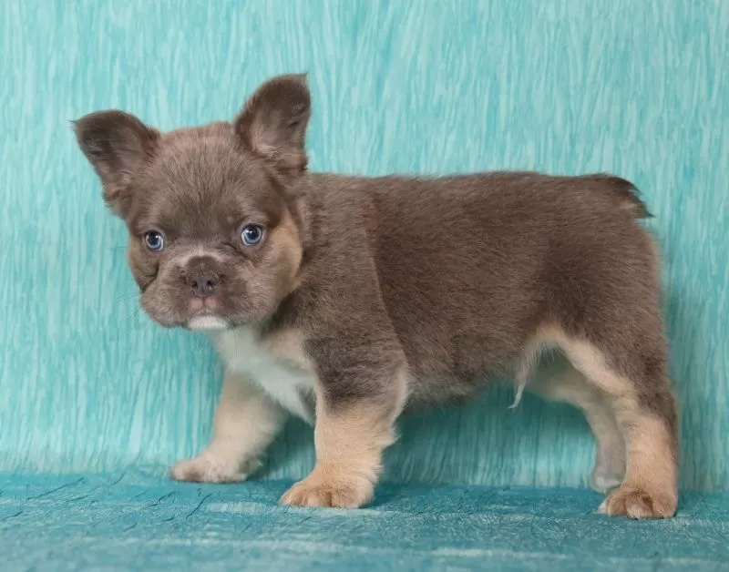 Alex Fluffy Lilac Tan