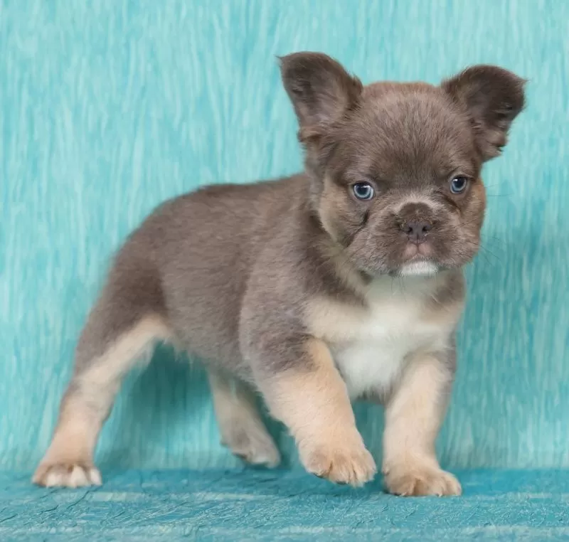 Alex Fluffy Lilac Tan