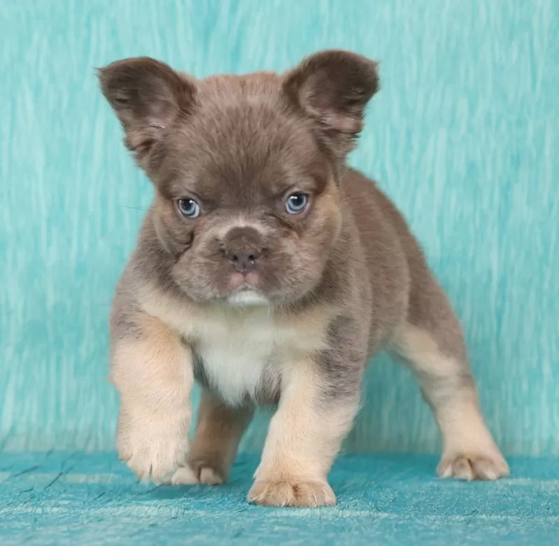 Alex Fluffy Lilac Tan