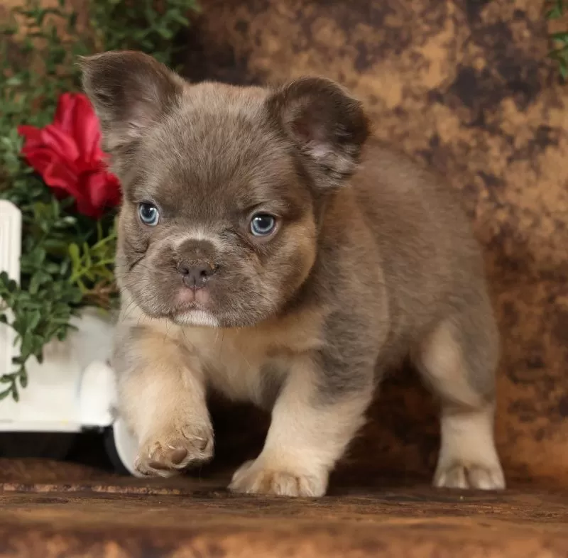 Alex Fluffy Lilac Tan