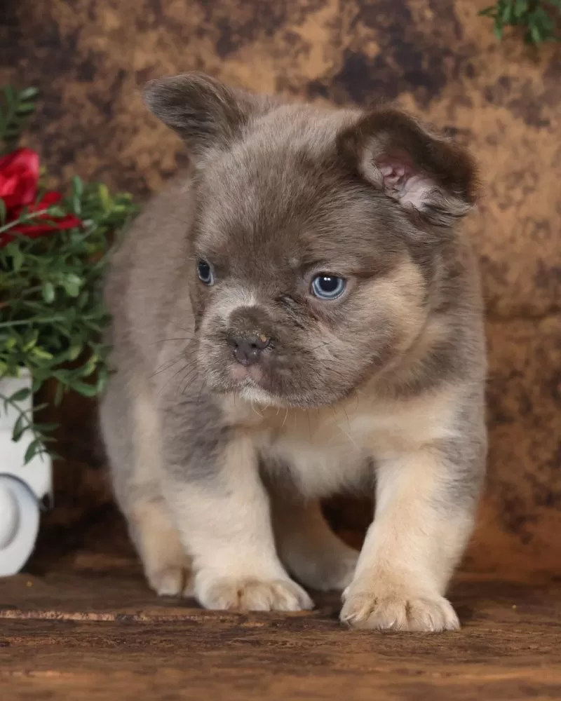 Alex Fluffy Lilac Tan