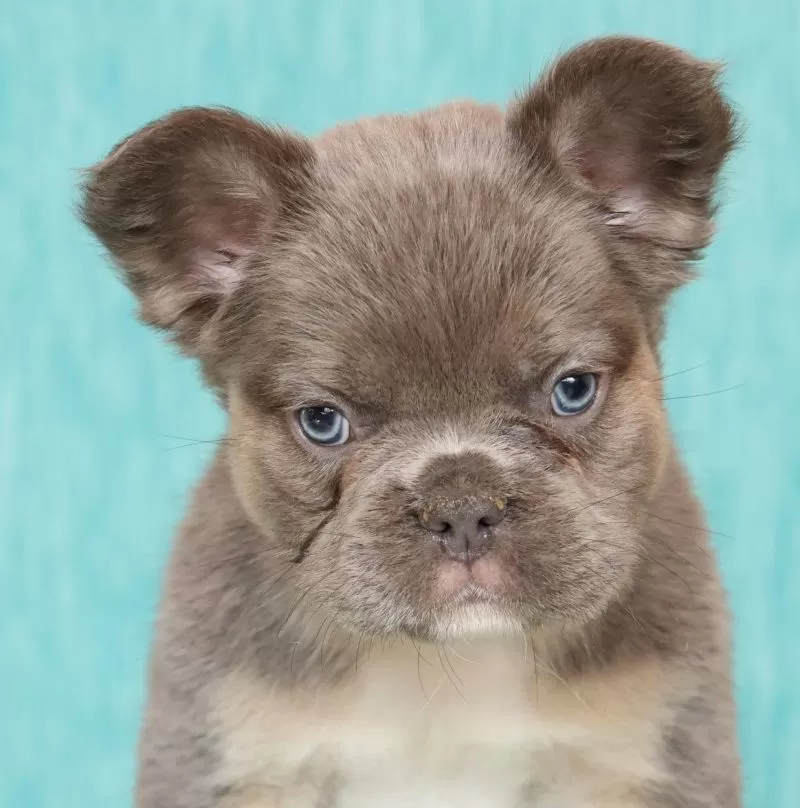 Alex Fluffy Lilac Tan