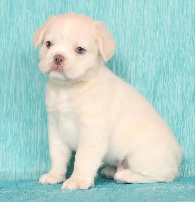 Scout Fluffy Platinum