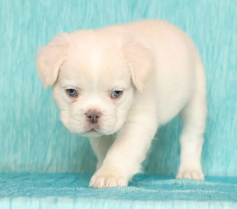 Scout Fluffy Platinum