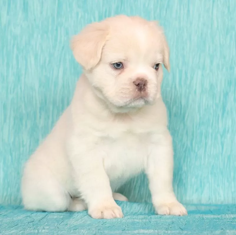 Scout Fluffy Platinum