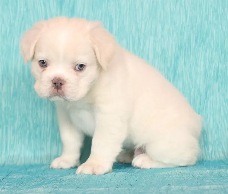 Scout Fluffy Platinum