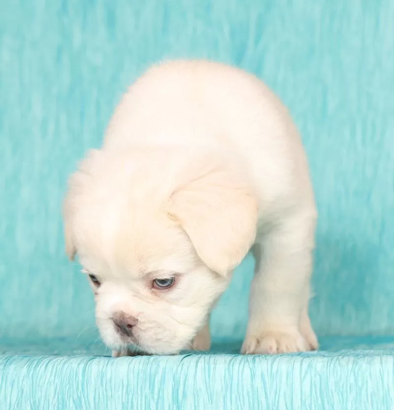 Scout Fluffy Platinum