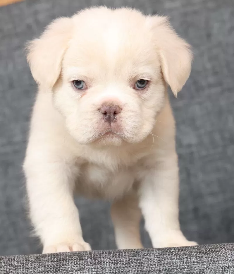 Scout Fluffy Platinum