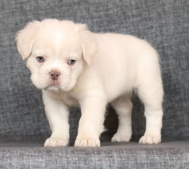 Scout Fluffy Platinum