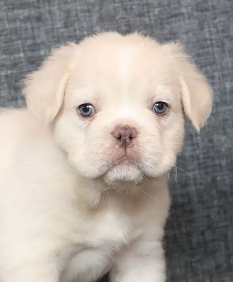 Scout Fluffy Platinum