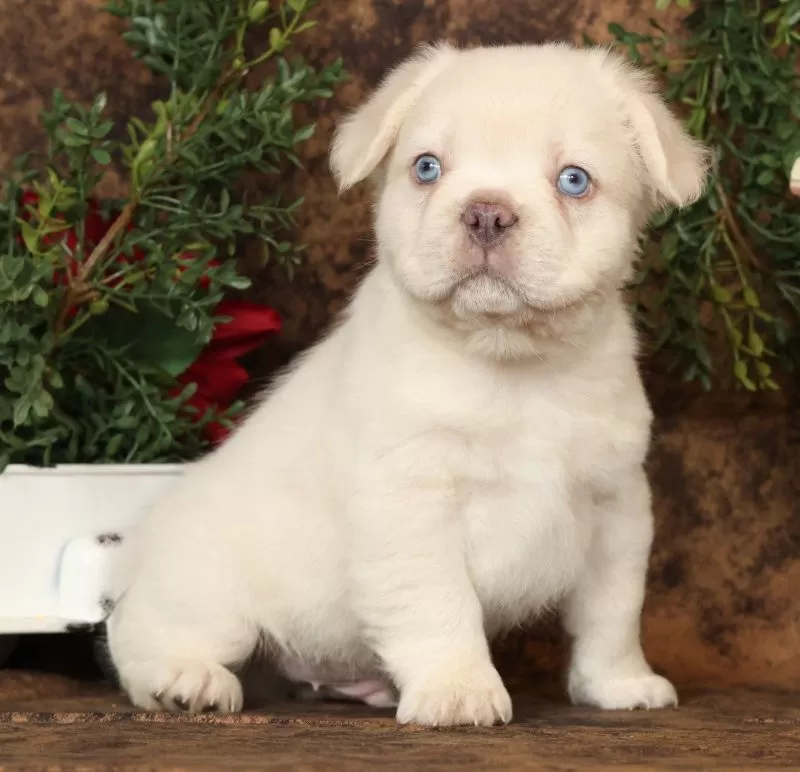 Prince Fluffy Platinum