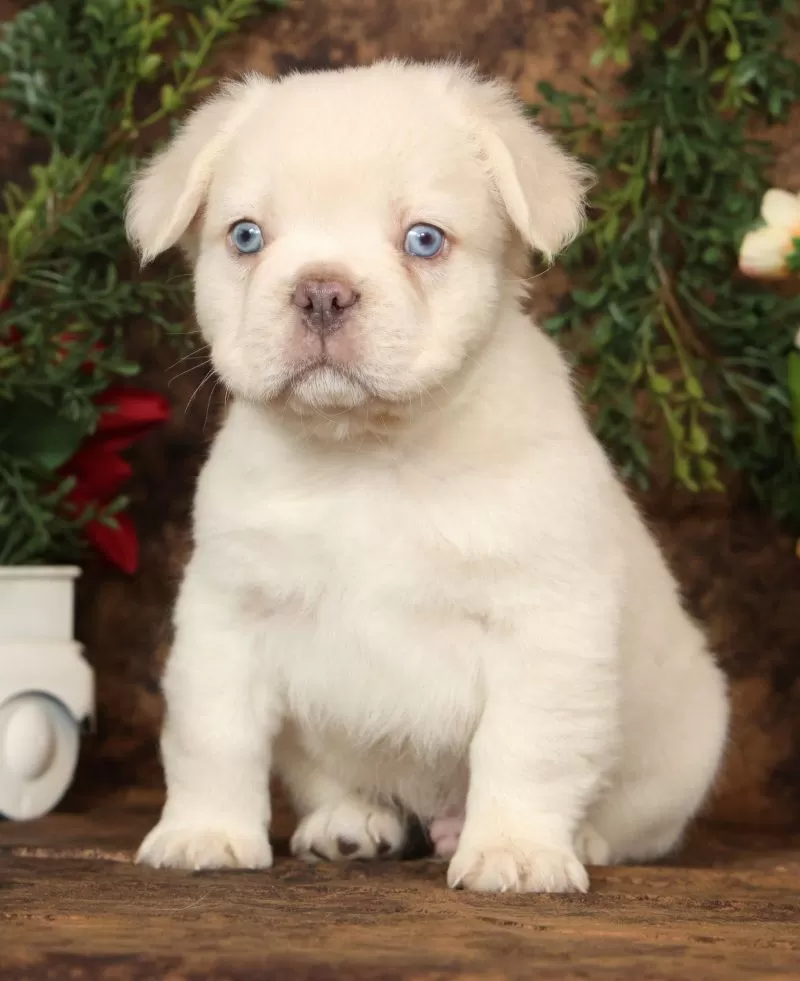 Prince Fluffy Platinum