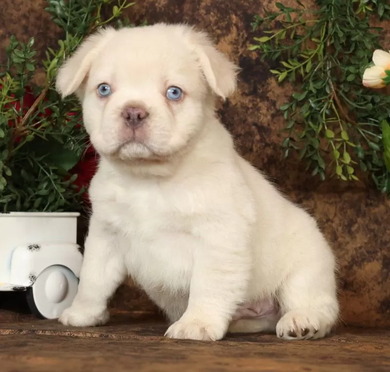 Prince Fluffy Platinum