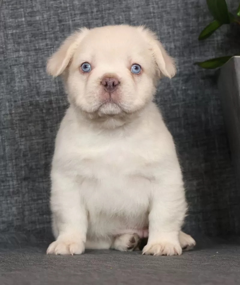 Prince Fluffy Platinum