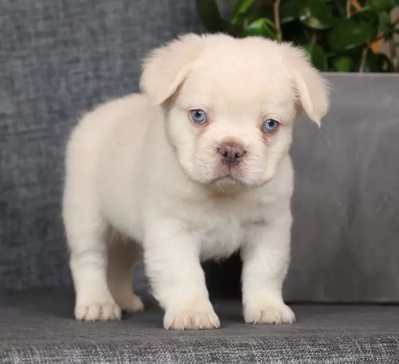 Prince Fluffy Platinum