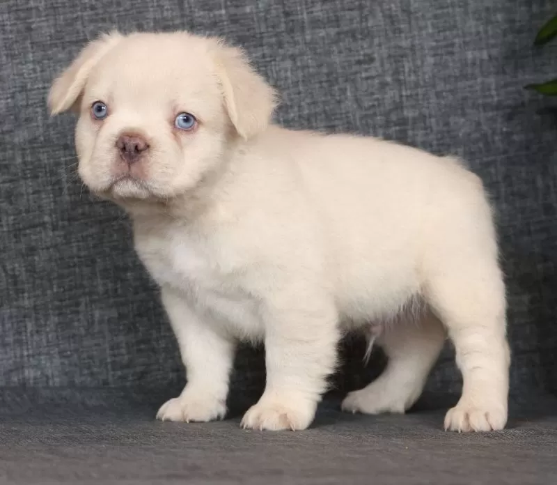 Prince Fluffy Platinum